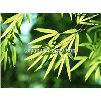 Natural Bamboo Leaf Extract 10% 70% Organic Silica