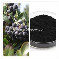 Natural Chokeberry Extract with Anthocyanins