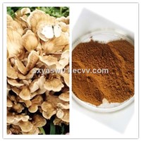 Natural Grifola Frondosa / Maitake Mushroom Extract with 40% Polysaccharide