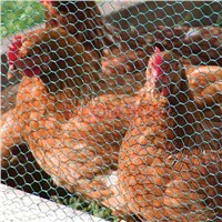 High Quality Galvanized Hexagonal Net Chicken Net