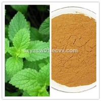 Natural 10:1 20:1 Peppermint / Mint Extract