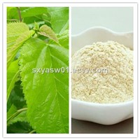 Natural Mulberry Bark Extract Morin Hydrate (CAS No 480-16-0)