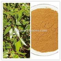 Natural 10: 1 20: 1 Eucalyptus (Leaf) Extract
