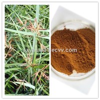 Natural 10:1 20:1 Cyperus Rotundus Extract