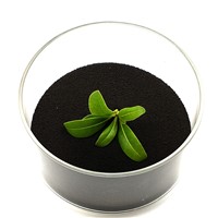 China Factory Offer Low Price Catalytical Powder