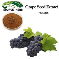 Grape Seed Extract 95%OPC 70%Polyphenol