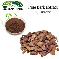 ISO Factory Supply French Pine Bark Extract 50%-95% Proanthocyanidins, 30%-95% Polyphenols