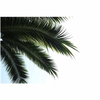 Artificial Coconut Tree, Introduction of Outdoor Artificial Coconut Palm Trees