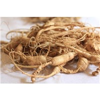 Panax Ginseng Extract Potent Antioxidant that May Reduce Inflammation