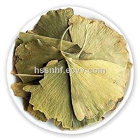 Herbal Tea EU Standard Gingko Dried Leaf