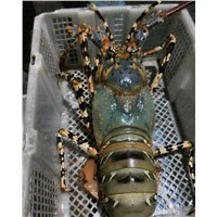 High Quality Live &amp; Frozen Tiger Lobsters