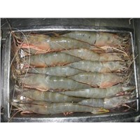 Premium Quality Live Vannamei Shrimp