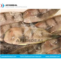 OILFISH - ANCHOVY - PARROT FISH - WAHOO - GROUPER - FROZEN FISH SEAFOOD - ORIGIN VIETNAM - WHOLE ROUND FROZEN