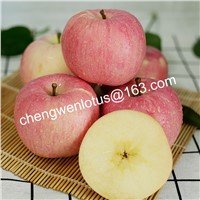 Fresh Fruit Chinese Fuji Apple