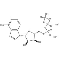High Quality Adenosine -5'-Triphosphate Disodium Salt(ATP-Na2)CAS NO. 987-65-5
