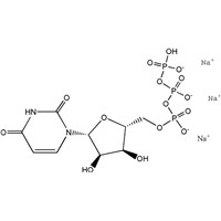 High Quality Uridine- 5'-Triphosphate Trisodium Salt(UTP-Na3) CAS NO. 19817-92-6