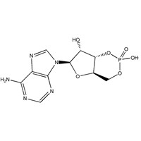 High Quality Adenosine 3', -5'-Cyclic Monophosphate(CAMP) CAS NO. 60-92-4