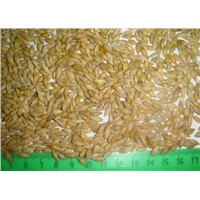 Animal's Feed Barley / Oats, Wheat, Rye, Canola