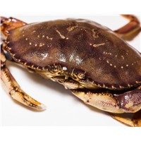 Live &amp;amp; Frozen Dungeness Crab
