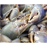 Live & Frozen Mud Crabs for Sale