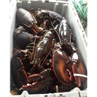 Live &amp;amp; Frozend Canadian Lobster