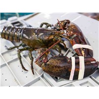 Supreme Quality Maine Lobster for Sale