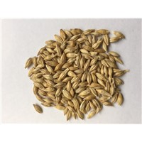 Organic Barley Grains for Sale