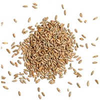 Top Quality Organic Wheat Grains