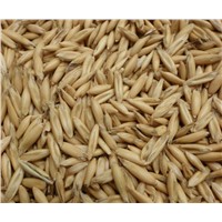 Very High Quality Oat Graiins for Sale