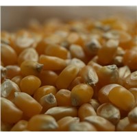 Organic Popcorn Kernels for Sale