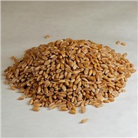 Supreme Quality Organic Spelt Grains