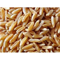 Top Quality Organic Kamut Grains