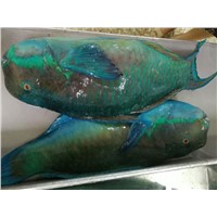 Cheap Frozen Parrotfish for Sale