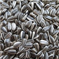 Organic Sunflower Seeds Kernels