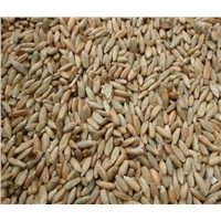 High Quality Rye for Food &amp;amp; Feed