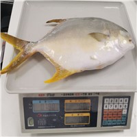 High Quality Frozen Golden Pomfret Pompano