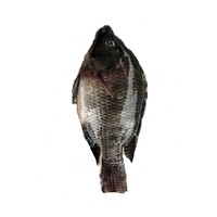 Good Quality Fresh Frozen Tilapia Fish