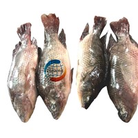 Whole Sale Round Frozen Tilapia Fish