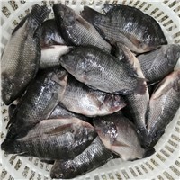 Best Quality Frozen Fish IQF Tilapia Whole Fish