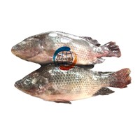 Good Quality & Fresh Tilapia Fish Whole Round