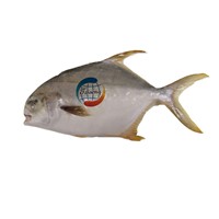 New Arrive Frozen Golden Pompano Fish on Sell