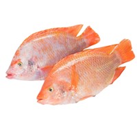 Whole Round Frozen Red Tilapia