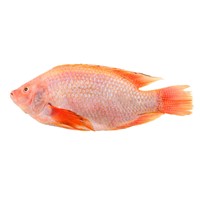 Seafood Fish Best Red Tilapia Whole Round