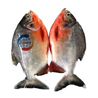 China Frozen Red Pomfret Fish / Red Pacu (Colossoma Brachypomum)