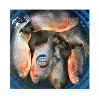 Frozen Fish Suppliers Fresh Red Pomfret Red Pacu Fish
