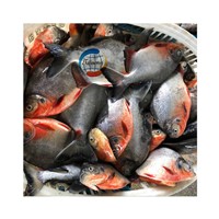 Frozen Fish Red Pomfret / Red Pacu