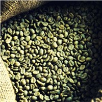 Vietnam Robusta Coffee High Quality for Sales