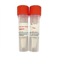 Recombinant Human Trypsin, Animal Origin Free