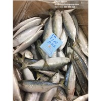 Fresh Wr Frozen Carton Indian Mackerel Fish