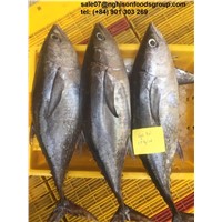 Frozen WR Longtail Tuna Fish from Nghi Son Foods Group Vietnam